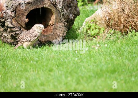 Le hibou des terriers (Athene cunicularia) a également appelé le shoco lors d'un atelier photo aux pays-Bas Banque D'Images