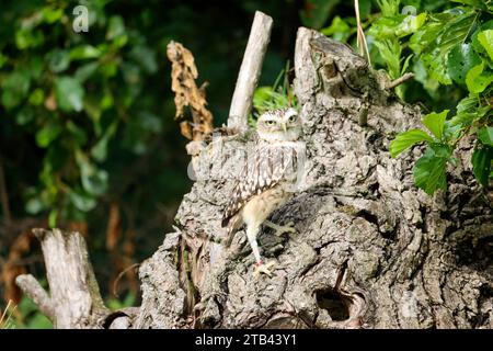 Le hibou des terriers (Athene cunicularia) a également appelé le shoco lors d'un atelier photo aux pays-Bas Banque D'Images