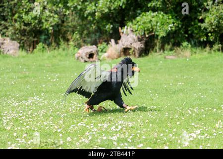 Le bateleur ou Terathopius ecaudatus lors d’un atelier photo à Berkel aux pays-Bas Banque D'Images