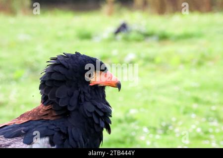 Le bateleur ou Terathopius ecaudatus lors d’un atelier photo à Berkel aux pays-Bas Banque D'Images