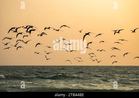 Black Skimmers se nourrissant au coucher du soleil sur la côte du golfe de Floride Banque D'Images