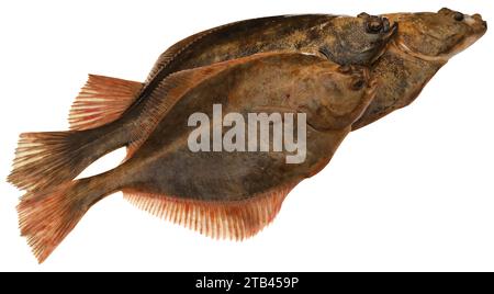 Poisson plat fraîchement pêché de la mer isolé Banque D'Images