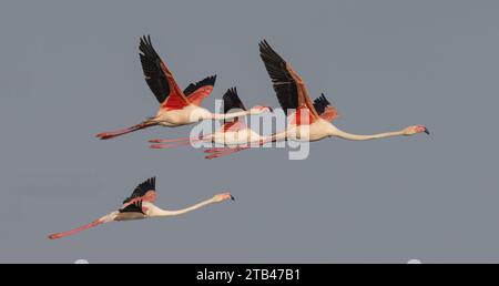 Vol de Flamingos dans le Parc National de Camargue, France Banque D'Images