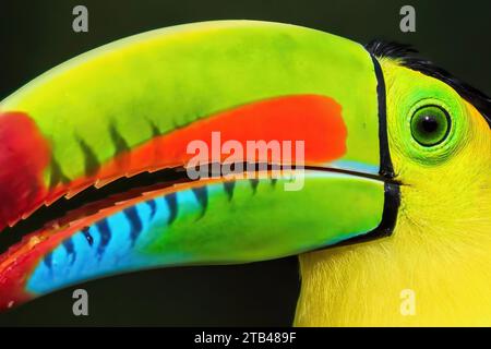 Toucan à bec de quille (Ramphastos sulfuratus), portrait d'animaux, Costa Rica Banque D'Images