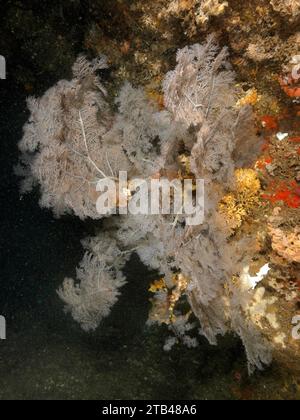 Corail d'arbre de Noël (Antipates dendrochristos), corail de brousse, site de plongée Aliwal Shoal, Umkomaas, KwaZulu Natal, Afrique du Sud Banque D'Images