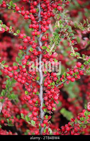 Dans le jardin pousse un buisson décoratif du cotoneaster horizontalis Banque D'Images