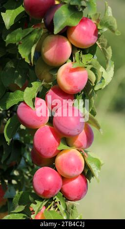 Sur les branches de l'arbre mûrissent des fruits de prunes (Prunus cerasifera). Banque D'Images