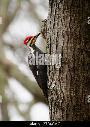 Pic piléé (Dryocopus pileatus), Huntley Meadows, Virginie Banque D'Images