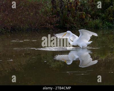 Great Egret (Ardea alba) avec ailes déployées, Huntley Meadows, va, USA Banque D'Images