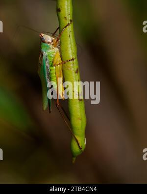 Handsome Meadow Katydid (Orchelicum pulchellum), Huntley Meadows, Virginie Banque D'Images