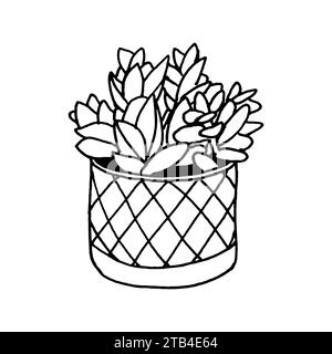 Fleur intérieure en pot. Illustration vectorielle de plante d'intérieur. Plante d'intérieur en pot, dessin à la main au trait. Croquis de doodle de décor de jardinage à la mode Illustration de Vecteur