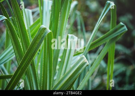 Jungle de forêt tropicale africaine dans le parc d'Isalo, détail proche des lames de plantes vertes humides Banque D'Images