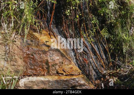 Petit ruisseau coulant sur de grands rochers, des racines d'arbres, de l'herbe et des buissons près du paysage typique vu au parc national d'Isalo, Madagascar Banque D'Images