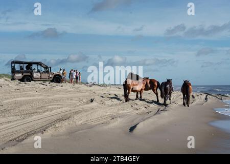 Un petit troupeau de Corolla Wild Horses debout sur la plage avec un Corolla Wild Horse Adventure Tour Humvee en arrière-plan en Caroline du Nord. Banque D'Images