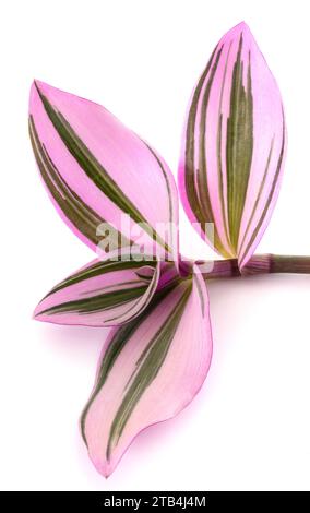 Tradescantia Nanouk isolé sur fond blanc Banque D'Images