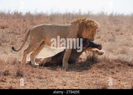 Pendant une sécheresse dans le parc national de Nairobi, un lion mâle lutte pour traîner les restes d'une carcasse de gnous à travers le paysage sec. Banque D'Images