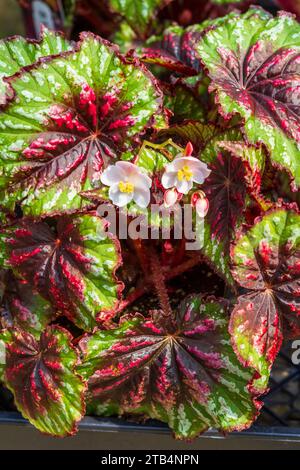 Le feuillage multicolore de la Palette de peintre Begonia T-Rex en fait un choix populaire pour une plante d'intérieur voyante ou un récipient ombragé. Banque D'Images