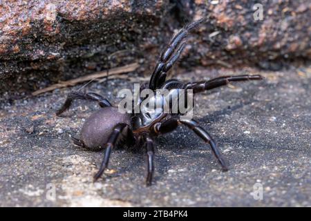 Femme Sydney Funnel Web Spider en position défensive Banque D'Images