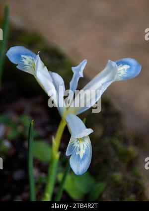 Iris reticulata 'Frozen Planet' est une variété unique, appréciée pour ses pétales blancs qui sont chacun bordés de pinceaux de bleu pastel. Ajoute de la couleur à l'e Banque D'Images