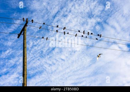 Les pigeons sont assis sur des fils téléphoniques à Vancouver, au Canada. Ils sont silhouettés contre un ciel bleu avec des nuages blancs. Banque D'Images