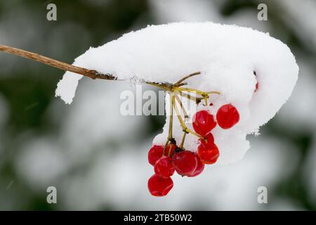 Viburnum opulus fruits, baies couvertes de neige en hiver, Bush européen de boule de neige Banque D'Images