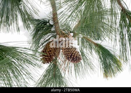 Cônes femelles, branche, aiguilles longues, Jeffreys Pine, Black Pine, Pinus jeffreyi, cônes en hiver Banque D'Images