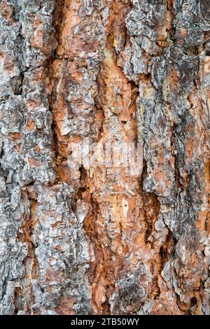 Écorce d'arbre, Pinus ponderosa, arbre, écorce, texture, Ponderosa Pine, motif écorce fissurée Banque D'Images