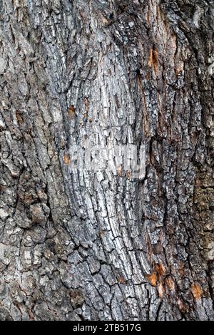 Texture d'écorce de chêne ancien, motif d'écorce de chêne Quercus Banque D'Images