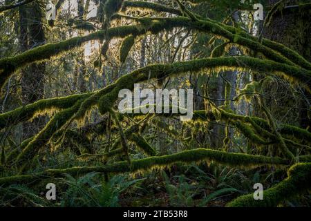 Mousse d'Isothecium stoloniferum poussant sur les arbres dans la forêt au sentier de la boucle Oxbow dans la vallée de la rivière Middle Fork Snoqualmie près de North Bend à Wash Banque D'Images