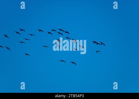 Les oies de Cackling (Branta hutchinsii) en vol avec un ciel bleu en arrière-plan près de Woodinville, État de Washington, États-Unis. Banque D'Images