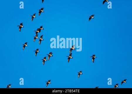 Les oies de Cackling (Branta hutchinsii) en vol avec un ciel bleu en arrière-plan près de Woodinville, État de Washington, États-Unis. Banque D'Images