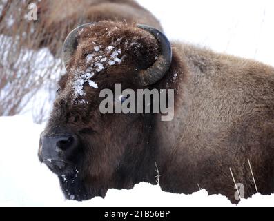 bison d'amérique se reposant dans l'hiver rigoureux de la vallée de lamar le long de la grande boucle road dans le nord-est du parc national de yellowstone, wyoming Banque D'Images