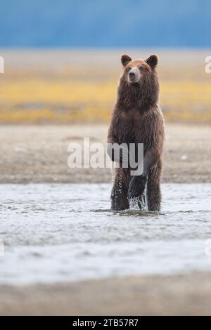 L'ours brun se tient debout sur les pattes arrière à la recherche du saumon pendant la pêche Banque D'Images