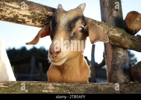 Chèvre mignon à l'intérieur du paddock à la ferme Banque D'Images