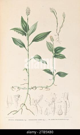 Vrydagzynea albida - Karl Ludwig von Blume - Collection des orchidées les plus remarquables de l'archipel Indien et du Japon (1858). Banque D'Images