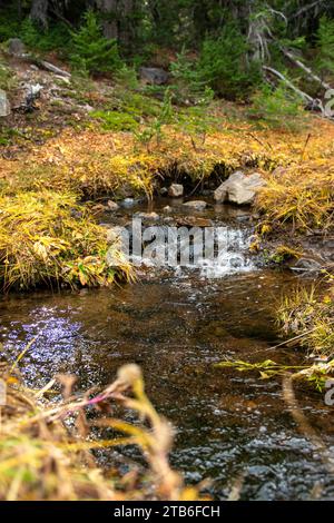 Ruisseau d'automne dans la forêt nationale de Deschutes Banque D'Images