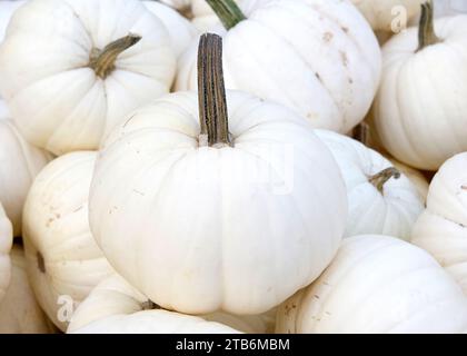 Vue de dessus plat de nombreuses citrouilles blanches d'automne Cucurbita maxima dans un tas. Décoration populaire de vacances. Banque D'Images