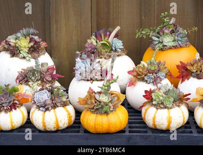 Citrouilles miniatures décorées de plantes succulentes et de cactus sur une surface de grille métallique, clôture en bois en arrière-plan. Banque D'Images