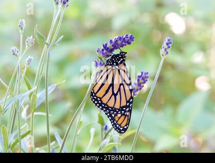 Papillon monarque suspendu à des fleurs de lavande violette, ailes fermées. Vue de profil latérale rapprochée. Banque D'Images