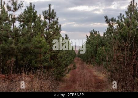 Brun large chemin rural parmi une forêt de conifères verte de pins et sapins. Arrière-plan naturel. La route vers l'avenir. Campagne. Banque D'Images