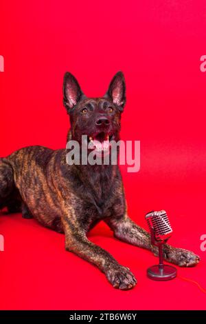 Mignon chien chantant berger hollandais dans un studio rouge jaune fond Banque D'Images