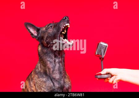 Mignon chien chantant berger hollandais dans un studio rouge jaune fond Banque D'Images