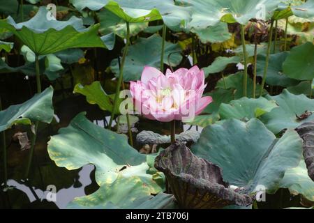 Lotus rose dans l'étang de jardin botanique Banque D'Images