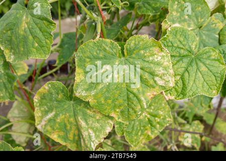 Plante de concombre infectée par le mildiou duveteux ou Pseudoperonospora cubensis dans le jardin. Maladie des légumes des cucurbitacées. Feuilles avec des taches jaunes en mosaïque. Banque D'Images