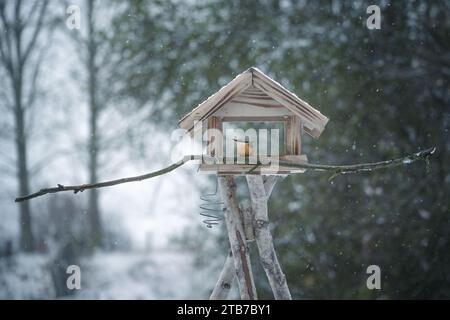 Nuthatch (Sitta europaea) dans une mangeoire à oiseaux en bois dans le jardin par temps froid et neigeux en hiver, espace de copie, foyer sélectionné, profondeur étroite de fie Banque D'Images