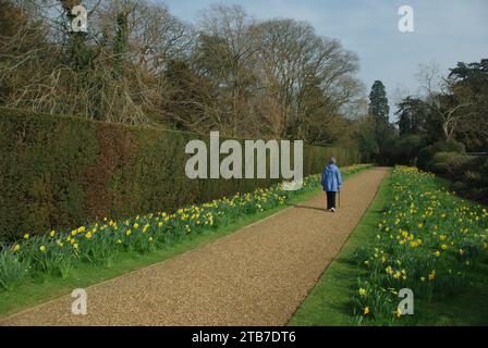 Castle Ashby Gardens à Spring, Northamptonshire, Royaume-Uni ; femme marchant le long d'un chemin de gravier bordé de jonquilles jaunes. Banque D'Images