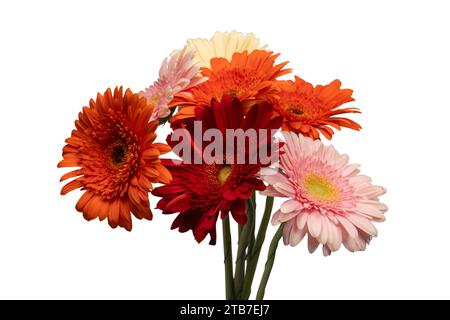 Bouquet de fleurs de gerbera colorées isolé sur un fond blanc. Banque D'Images