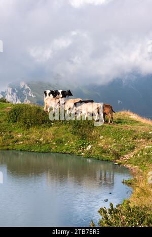 Vaches brunes sur un pâturage de montagne Banque D'Images
