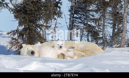 Famille qui dort ensemble CANADA MIGNON ours polaire petits peuvent être vus jouer dans la neige avec maman. Ces images ont capturé ces cubes vieux de dix semaines Banque D'Images