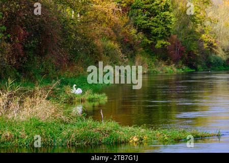 Paire d'oies au bord d'un plan d'eau, sur les rives du Danube, Berg, Ehingen, Bade-Wurtemberg, Allemagne. Banque D'Images